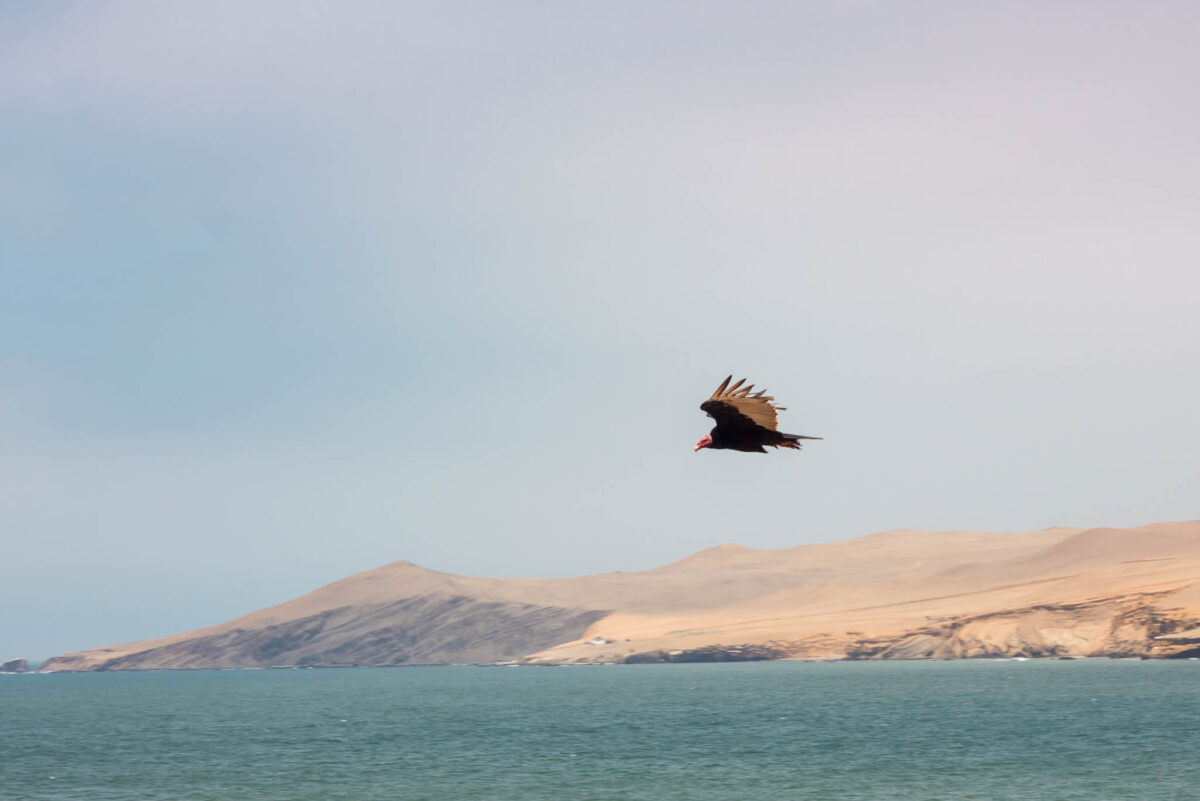 Paracas National Reserve